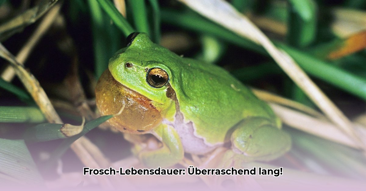 wie-alt-wird-ein-frosch